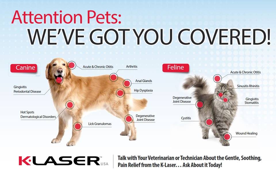 Canine best sale laser therapy